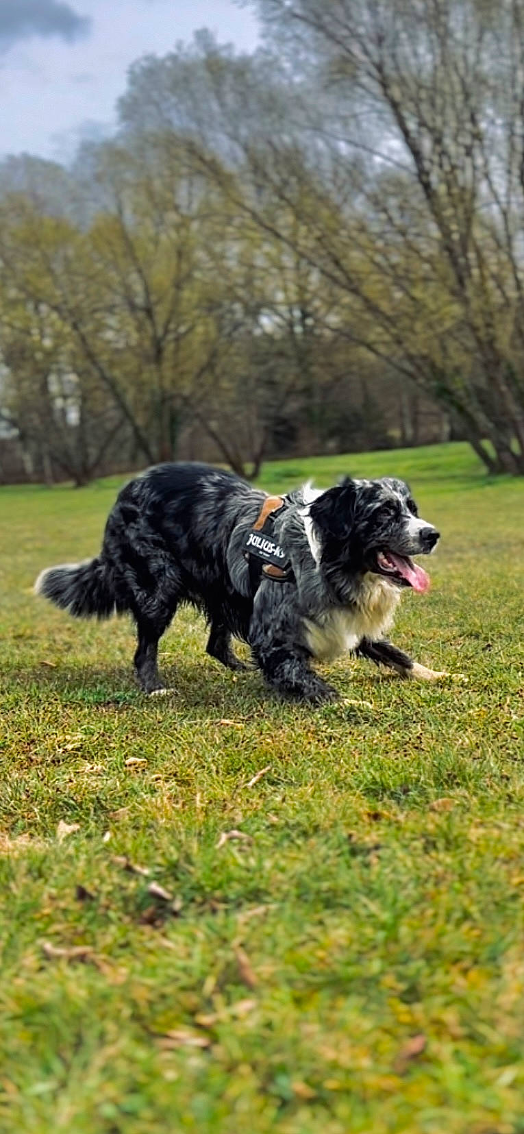 Snow a rejoint le concours — aidez-le/la à gagner de superbes lots ! canidae, carnivore, collar, companion_dog, dog, dog_breed, dog_collar, dog_sports, grass, gun_dog, mammal, plant, recreation, sporting_group, tail, tracking_trial, tree, vertebrate, working_animal, working_dog