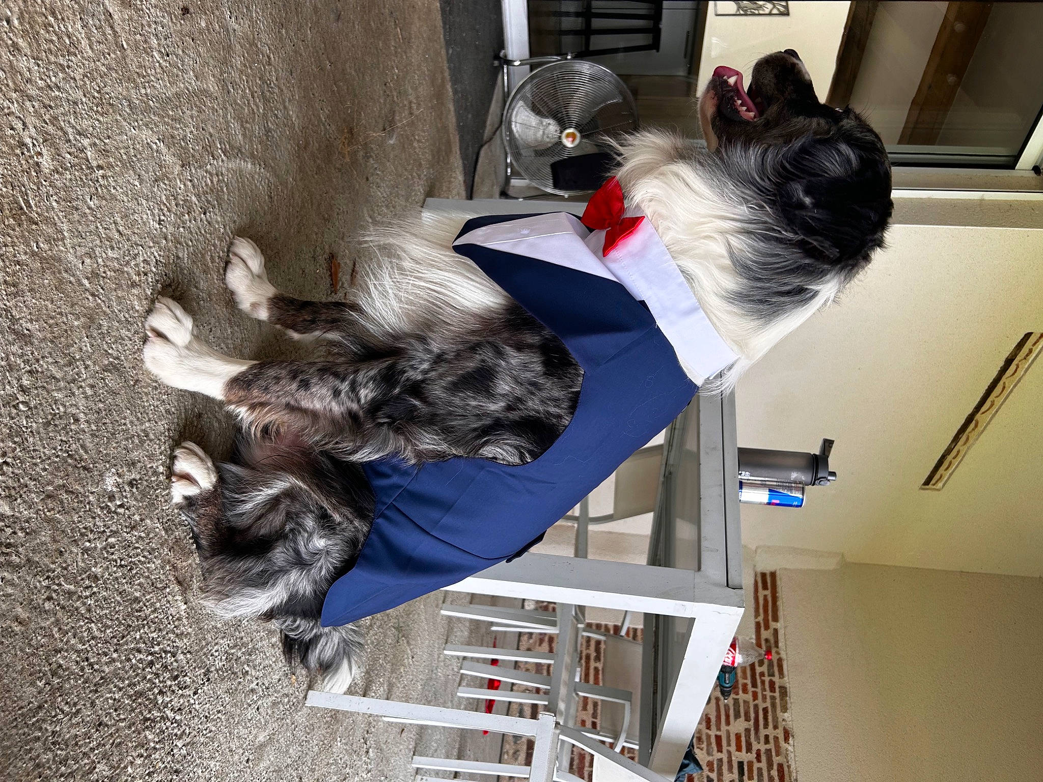 Snow a rejoint le concours — aidez-le/la à gagner de superbes lots ! canidae, carnivore, collar, companion_dog, dog, dog_breed, dog_collar, dog_supply, fur, non_sporting_group, pet_supply, sporting_group, tail, window, working_animal