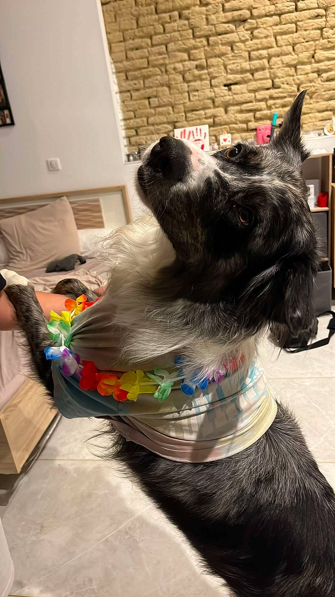 Snow participe au concours pour gagner de l'argent avec cette photo : canidae, carnivore, collar, companion_dog, dog, dog_breed, dog_collar, dog_supply, ear, fashion_accessory, felidae, fur, mammal, party_hat, pet_supply, snout, sporting_group, tail, whiskers, working_animal