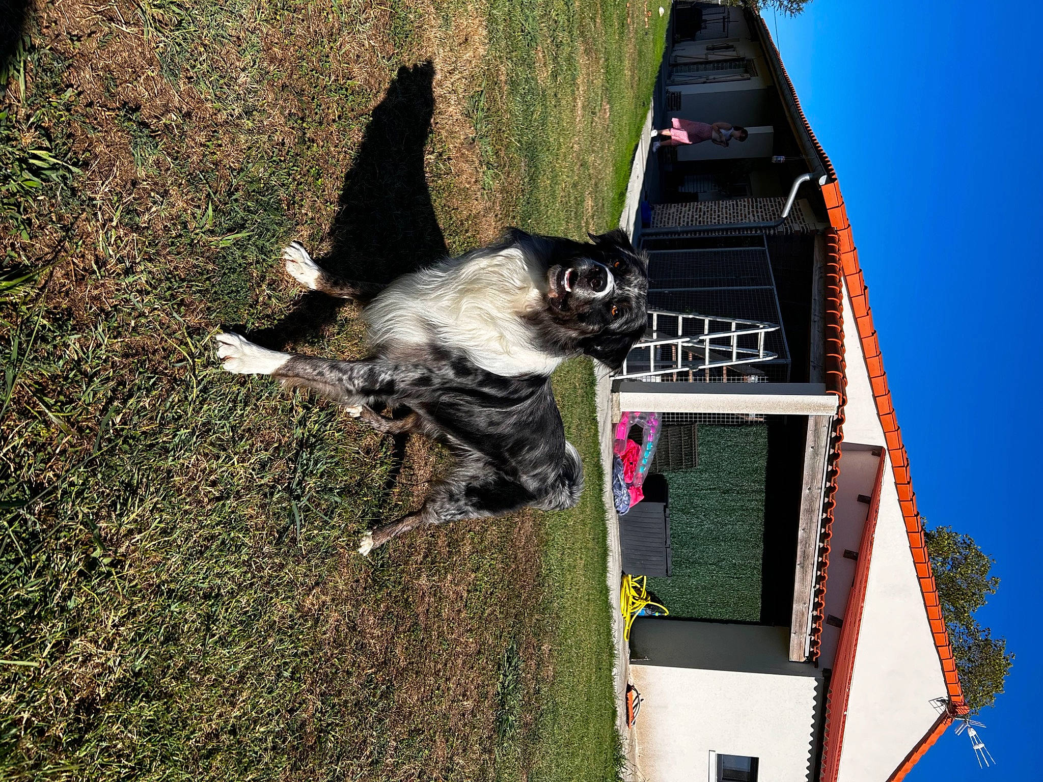 Snow participe au concours pour gagner de l'argent avec cette photo : adventure, canidae, carnivore, cat, collar, dog, dog_breed, domestic_short_haired_cat, felidae, grass, plant, shadow, slope, small_to_medium_sized_cats, soil, sporting_group, tail, tree, vehicle, window