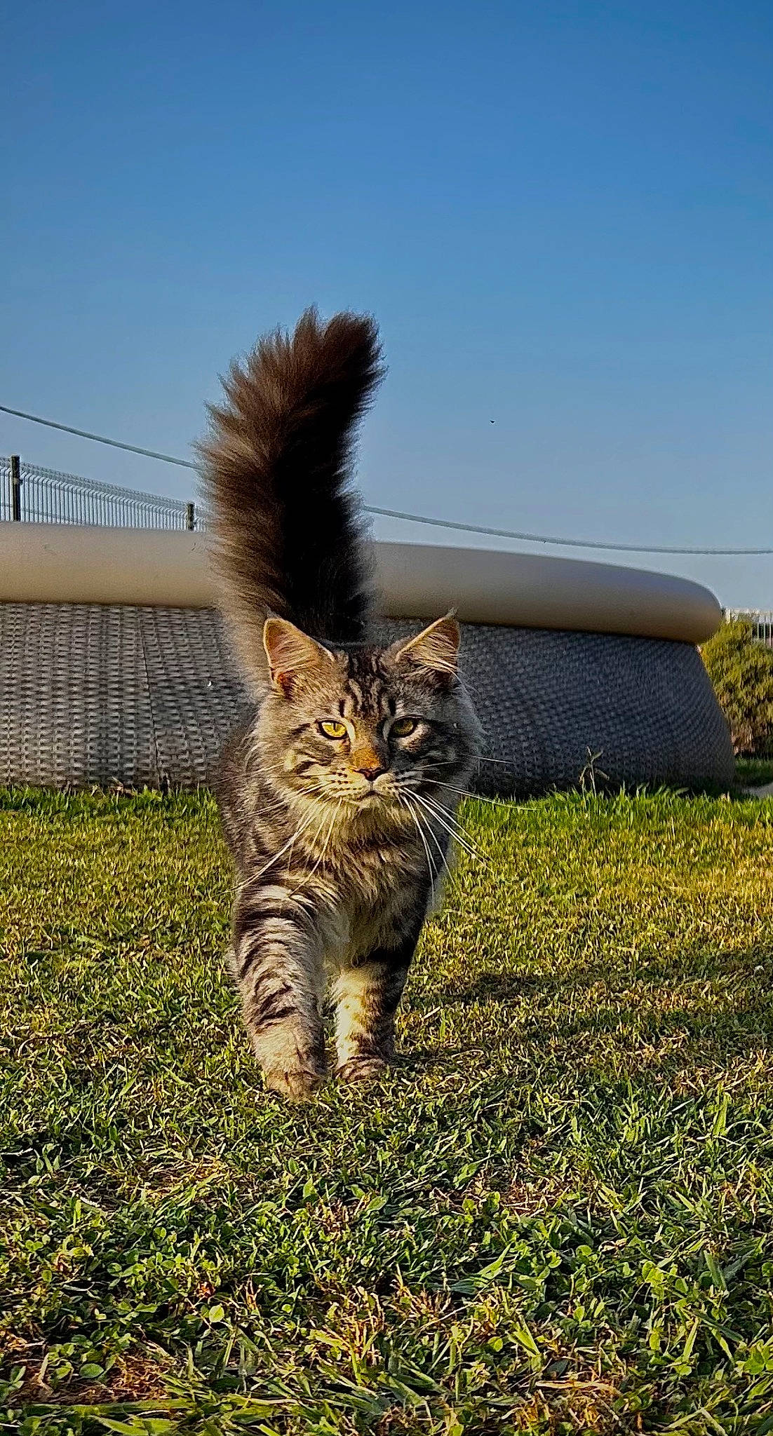 Moon participe au concours pour gagner de l'argent avec cette photo : carnivore, cat, domestic_short_haired_cat, fawn, felidae, fur, grass, grassland, paw, plant, roof, sky, small_to_medium_sized_cats, snout, soil, tail, terrestrial_animal, vertebrate, whiskers, wildlife