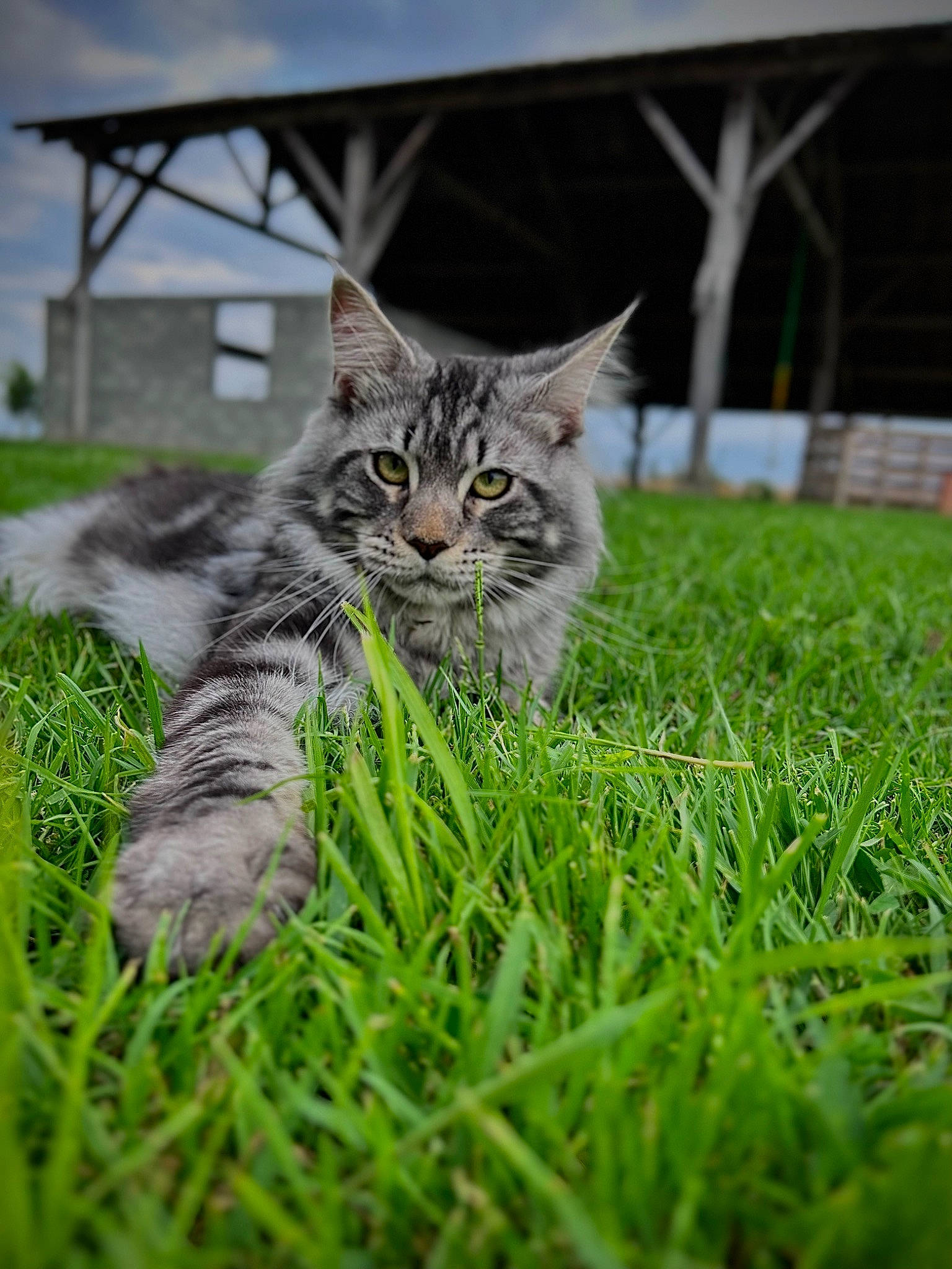 Moon a rejoint le concours — aidez-le/la à gagner de superbes lots ! carnivore, cat, cloud, domestic_short_haired_cat, felidae, flooring, fur, grass, grassland, groundcover, plant, sky, small_to_medium_sized_cats, snout, soil, tail, terrestrial_animal, tree, whiskers, wood