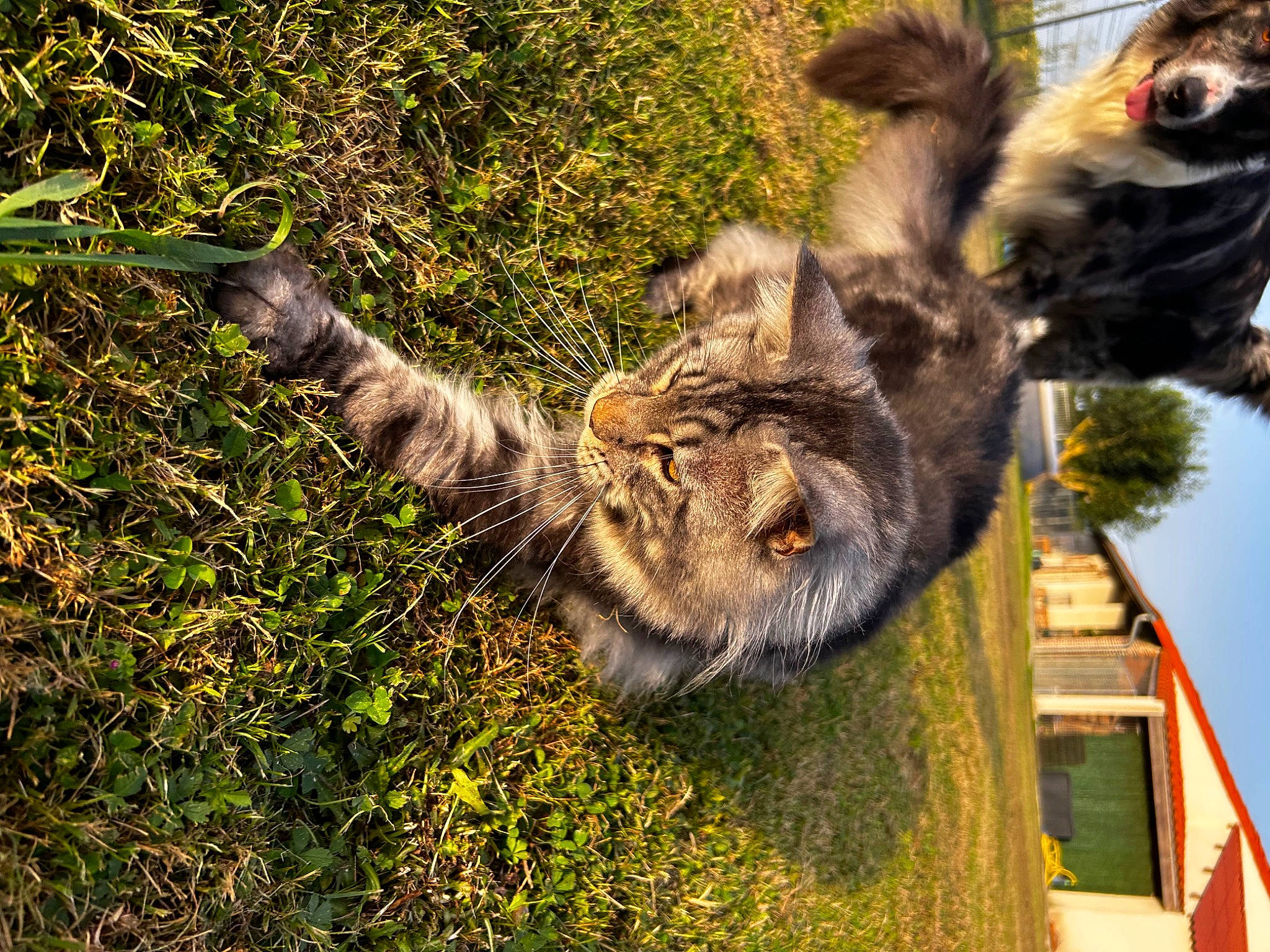 Moon a rejoint le concours — aidez-le/la à gagner de superbes lots ! big_cats, carnivore, domestic_short_haired_cat, fawn, felidae, fur, grass, groundcover, natural_material, paw, plant, siberian_tiger, small_to_medium_sized_cats, snout, tail, terrestrial_animal, tiger, tree, trunk, whiskers