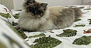 Aiko participe au concours pour gagner de l'argent avec cette photo : cat, fluffy, long_hair, color_point, blue_eyes, pet, animal, lying_down, bed, bedroom, blanket, bedspread, leaf_pattern, indoor, home, portrait, cute, relaxed, toucan, window
