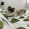 cat, fluffy, long_hair, color_point, blue_eyes, pet, animal, lying_down, bed, bedroom, blanket, bedspread, leaf_pattern, indoor, home, portrait, cute, relaxed, toucan, window