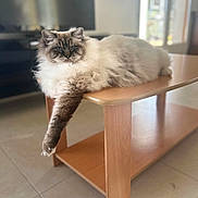 Aiko a rejoint le concours — aidez-le/la à gagner de superbes lots ! cat, fluffy, long_hair, ragdoll, feline, pet, animal, blue_eyes, striped_face, lying_down, relaxed, paw, wooden_table, coffee_table, indoor, living_room, sunlight, window, home, portrait