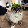 Aiko participe au concours pour gagner de l'argent avec cette photo : cat, fluffy_cat, long_hair, green_hat, costume, pet, animal, portrait, close_up, sitting, wooden_table, indoor, living_room, guitar, television, game_controller, window, cozy, whiskers, blue_eyes