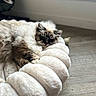 Aiko participe au concours pour gagner de l'argent avec cette photo : cat, fluffy_cat, long_hair, blue_eyes, sleeping, resting, relaxed, indoor, cozy, blanket, plush, cream colored, window, natural_light, wood_floor, home, pet, animal, portrait, close_up
