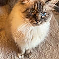 Myrtille P.