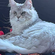 Cuba joined the competition — help win amazing prizes! cat, fluffy, long_hair, animal, pet, lying_down, blanket, indoor, feline, resting, ears, whiskers, light_gray, tabby, cozy, relaxed, cute, mammal, portrait, domestic_cat