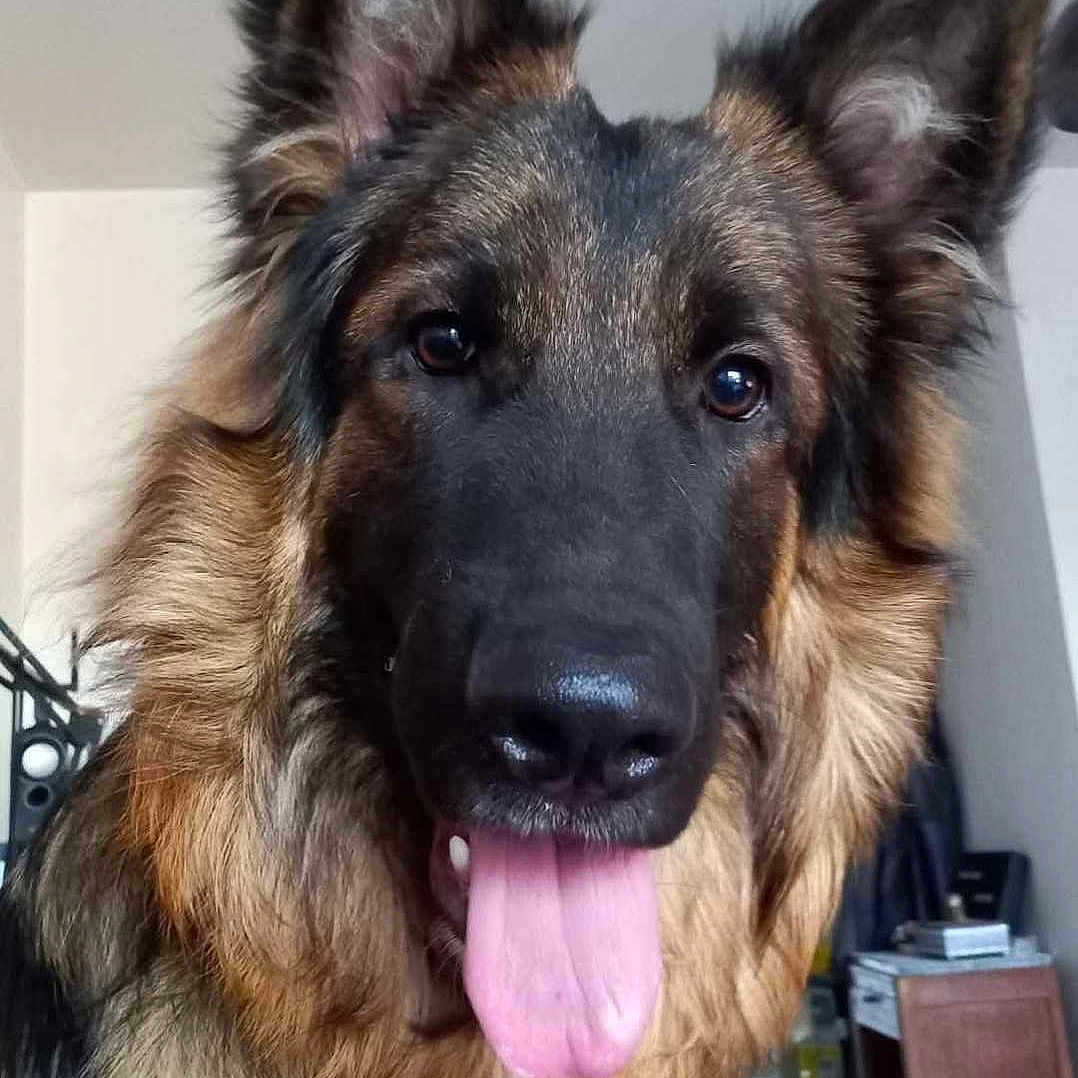 Thor participe au concours pour gagner de l'argent avec cette photo : animal, canine, dog, germanshepherd, pet, policedog, snout