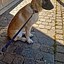 Aïka a rejoint le concours — aidez-le/la à gagner de superbes lots ! dog, leash, collar, cobblestone, pavement, shadow, sidewalk, outdoor, street, pet, canine, sitting, tan_coat, white_coat, quiet, daylight, urban, plant, walk, calm