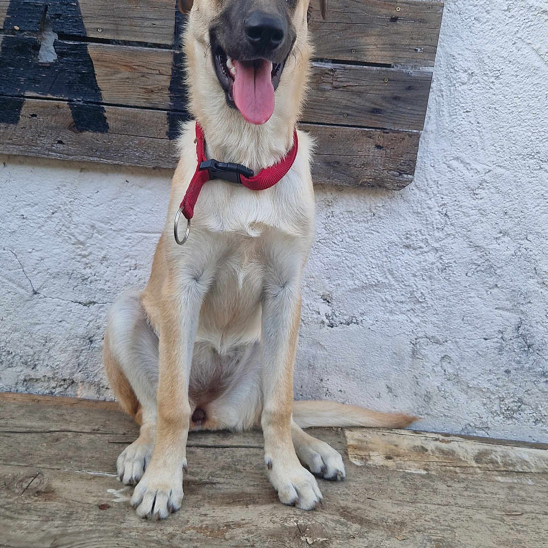 Aïka participe au concours pour gagner de l'argent avec cette photo : animal, bench, canine, companion, dog, ears, fur, happy, outdoor, paws, pet, portrait, red_collar, sitting, snout, textured_wall, tongue_out, wall, wooden_bench, wooden_sign