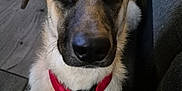 Aïka a rejoint le concours — aidez-le/la à gagner de superbes lots ! dog, pet, collar, red_collar, indoor, floor, wooden_floor, couch, gray_couch, table, wooden_table, close_up, face, ears, eyes, sitting, fur, canine, animal, domestic_animal