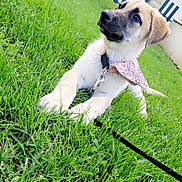 Aïka participe au concours pour gagner de l'argent avec cette photo : puppy, dog, grass, bandana, leash, outdoor, pet, fence, house, young, cute, canine, collar, nature, animal, domestic, resting, greenery, summer, daytime