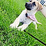 puppy, dog, grass, bandana, leash, outdoor, pet, fence, house, young, cute, canine, collar, nature, animal, domestic, resting, greenery, summer, daytime