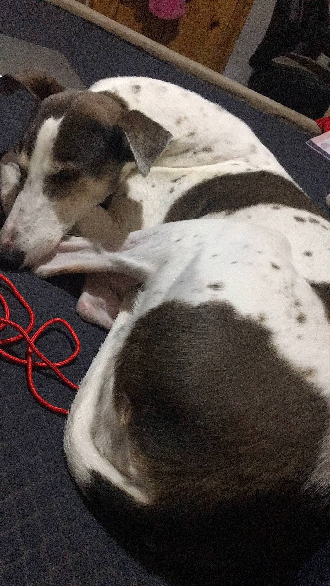 Delta joined the competition — help win amazing prizes! carmine, carnivore, collar, comfort, companion_dog, dog, dog_breed, dog_supply, fawn, grey, linens, paw, pet_supply, rampur_greyhound, snout, sporting_group, terrestrial_animal, whiskers, white, working_animal