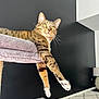cat, tabby, pet, animal, indoor, feline, stretching, cat_tree, paws, curious, relaxed, fur, whiskers, yellow_eyes, soft_texture, carpet, lamp, modern_interior, black_wall, white_wall