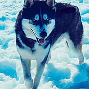 Maverick is registered to the contest to win money with this photo: animal, background, blue_eyes, canine, cold, daylight, dog, frozen, fur, husky, muzzle, nature, outdoor, paw, pet, playful, portrait, snow, walking, winter