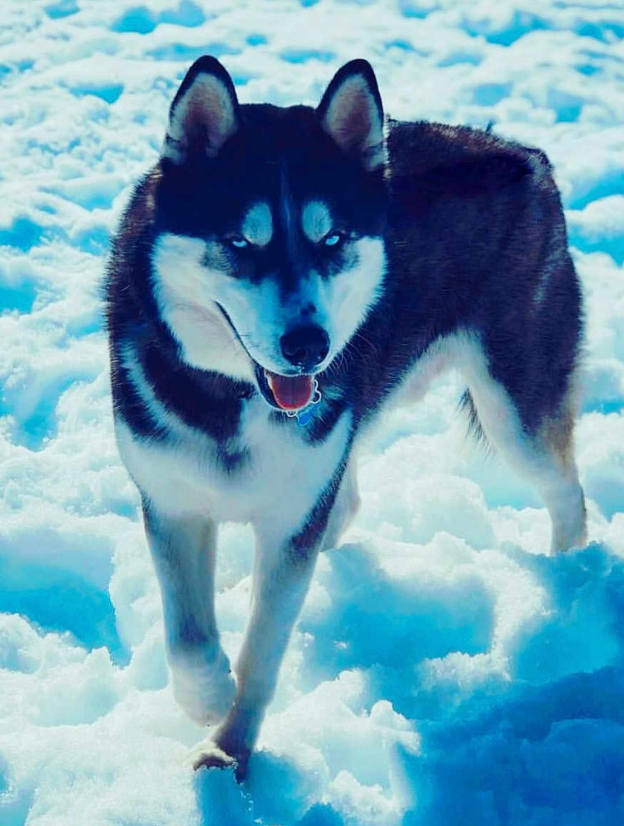 Maverick