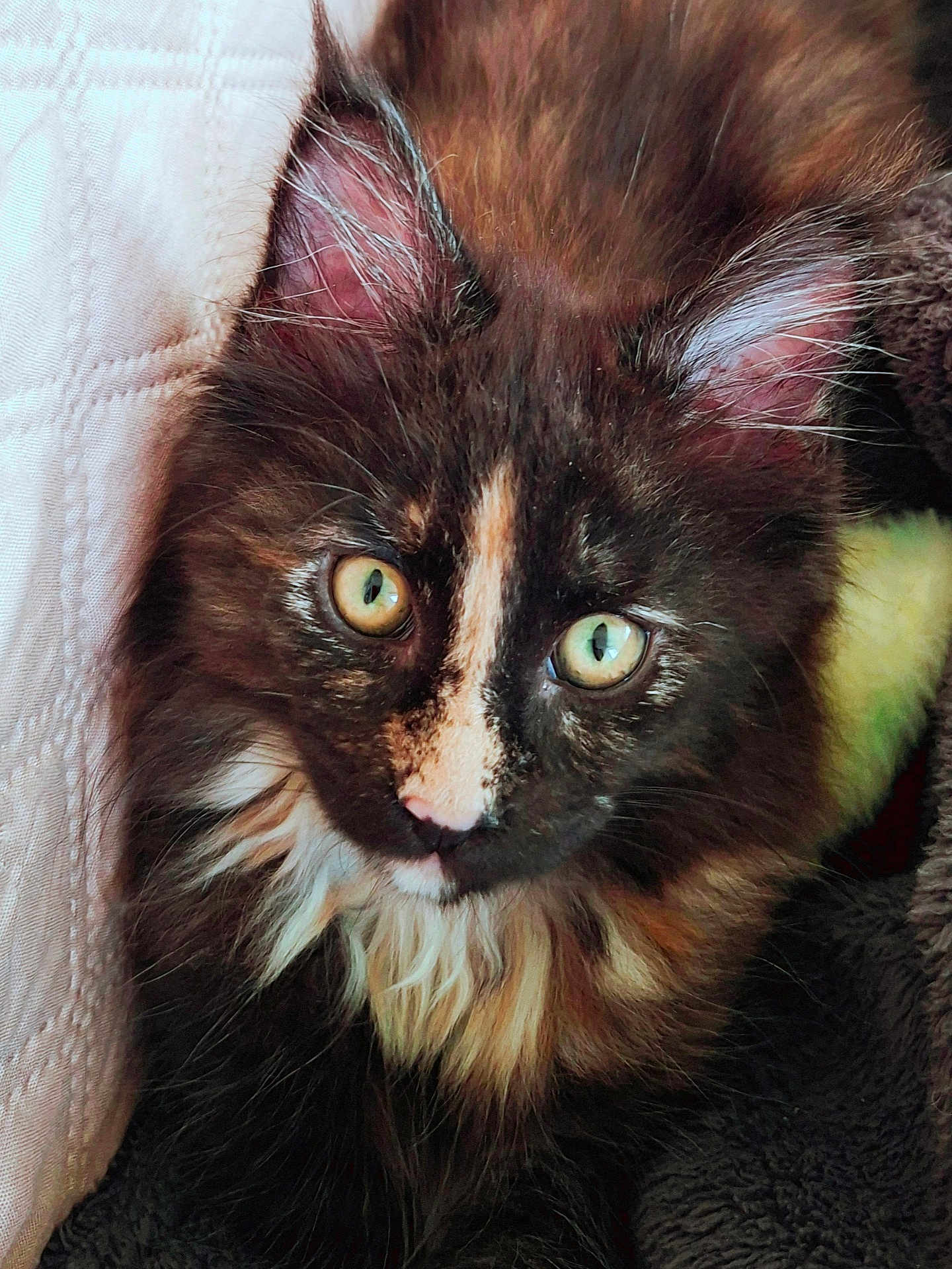 Akira a rejoint le concours — aidez-le/la à gagner de superbes lots ! kitten, cat, close_up, tortoiseshell, fluffy, green_eyes, whiskers, pink_nose, pet, animal, cute, feline, soft, quilt, blanket, indoor, portrait, young, cozy, curious