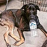 animal, black_fur, brown_fur, cage, canine, chair, concrete, curious, dog, domestic, ears, floor, indoor, laying_down, looking, paw, pet, resting, snout, water_bottle