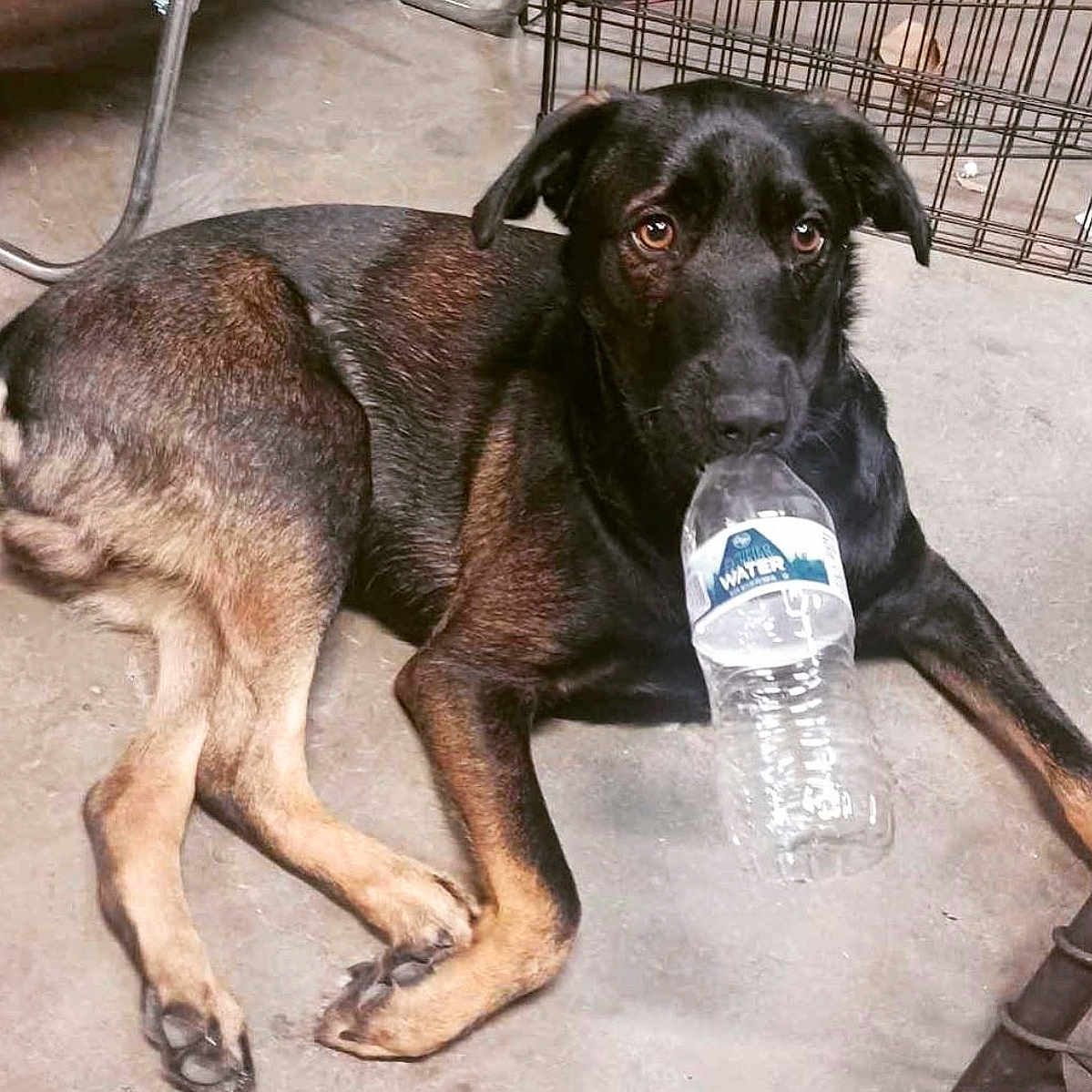 Bearbutt joined the competition — help win amazing prizes! animal, black_fur, brown_fur, cage, canine, chair, concrete, curious, dog, domestic, ears, floor, indoor, laying_down, looking, paw, pet, resting, snout, water_bottle