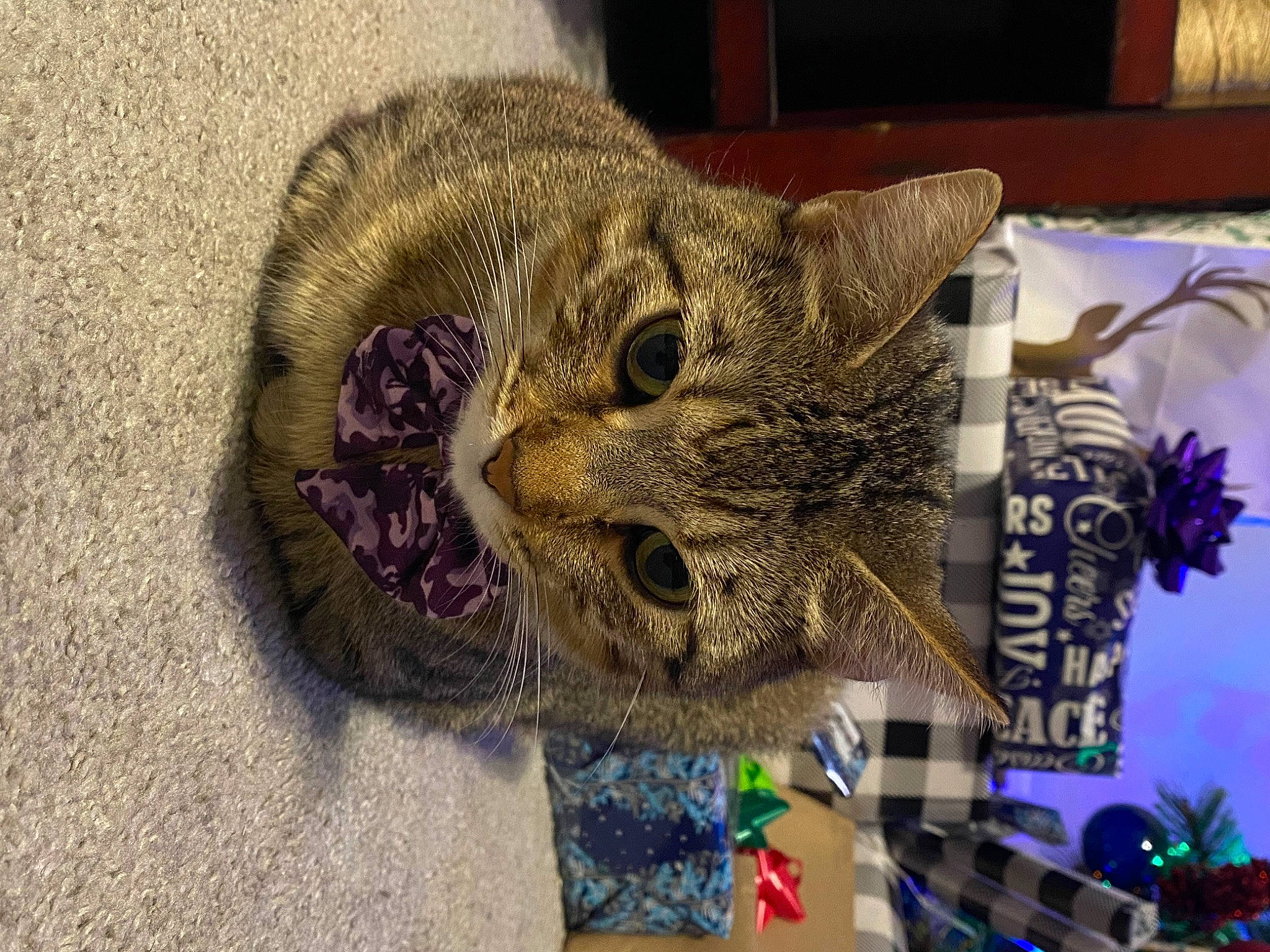 Asia is registered to the contest to win money with this photo: art, carnivore, cat, craft, domestic_short_haired_cat, fashion_accessory, fawn, felidae, fur, grass, pattern, plant, small_to_medium_sized_cats, snout, soil, terrestrial_animal, thread, visual_arts, whiskers, wildlife