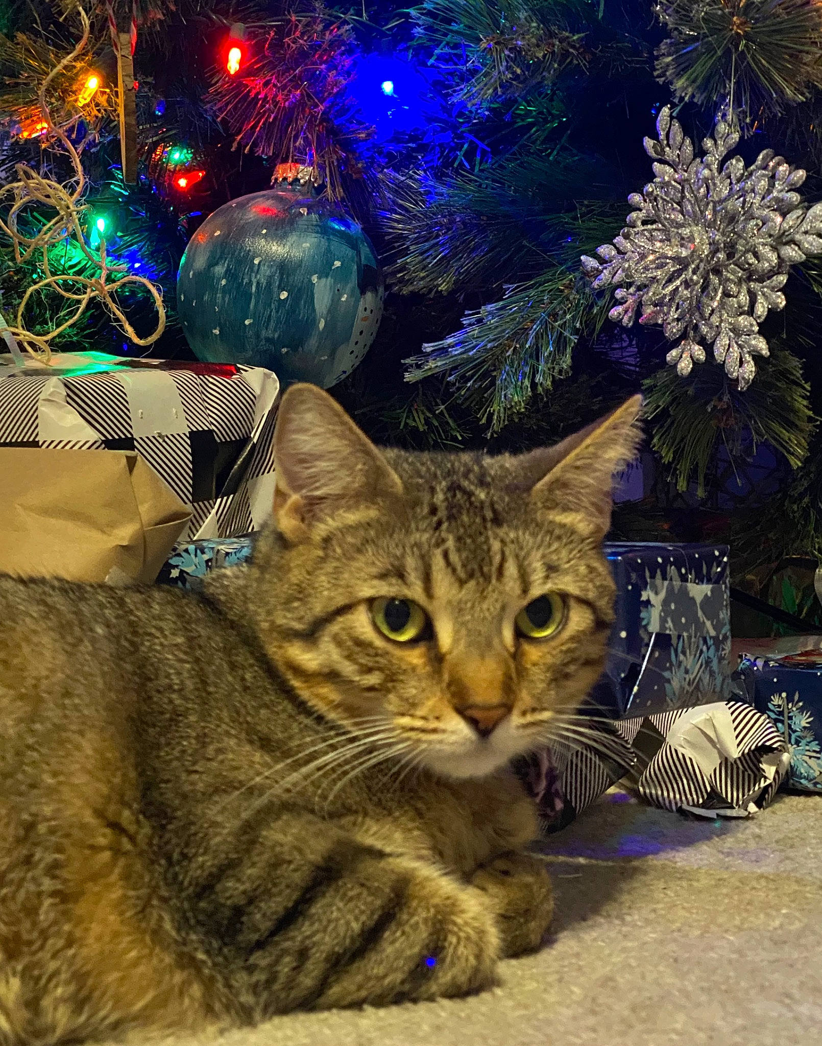 Asia joined the competition — help win amazing prizes! carnivore, cat, christmas, christmas_decoration, christmas_eve, christmas_ornament, christmas_tree, domestic_short_haired_cat, event, evergreen, fawn, felidae, holiday, holiday_ornament, light, ornament, small_to_medium_sized_cats, tail, tree, whiskers