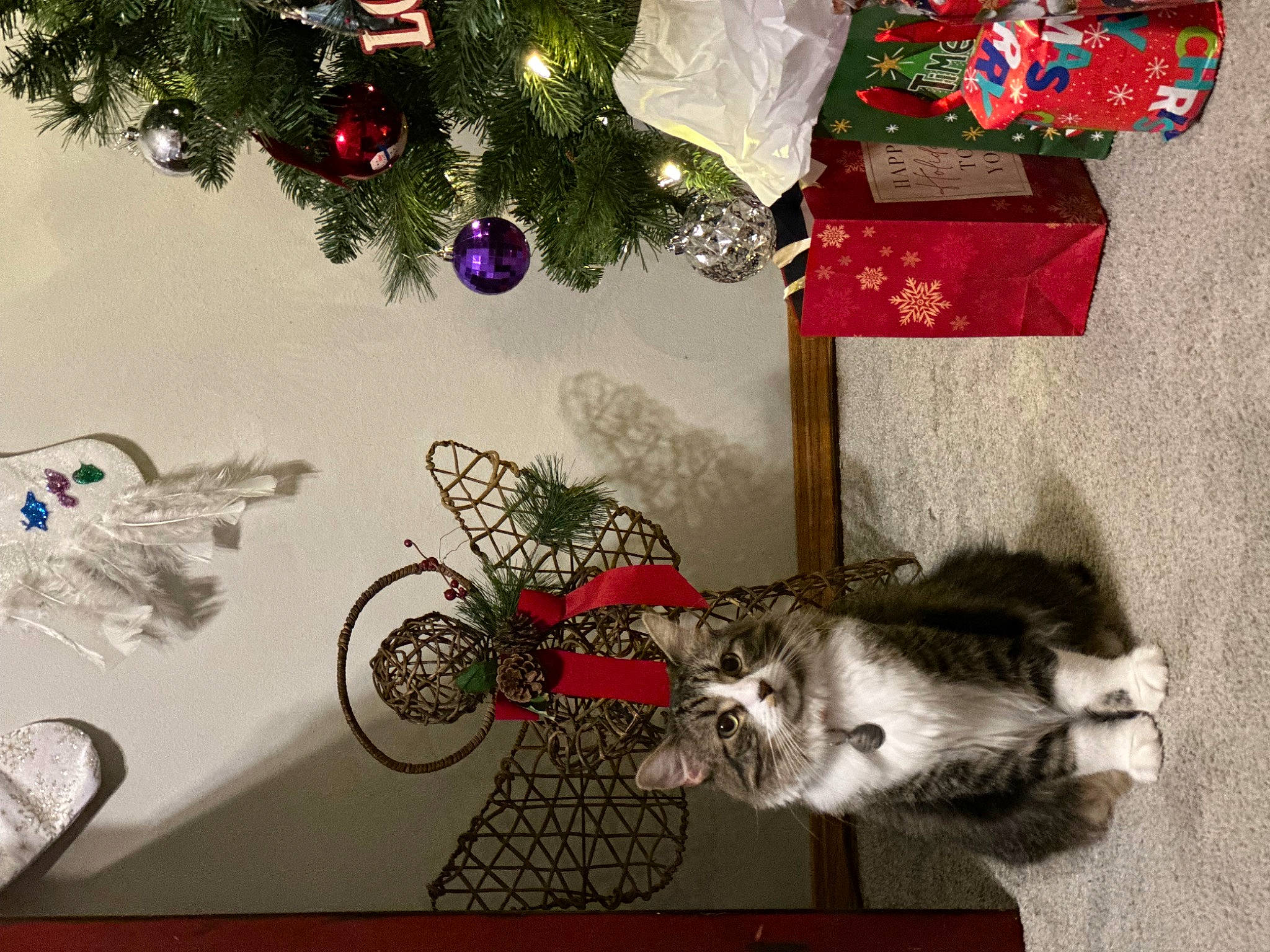 Nova is registered to the contest to win money with this photo: art, cat, christmas, christmas_decoration, christmas_eve, christmas_ornament, christmas_tree, conifer, domestic_short_haired_cat, event, fashion_accessory, groupset, holiday, holiday_ornament, ornament, plant, room, tree, twig, white