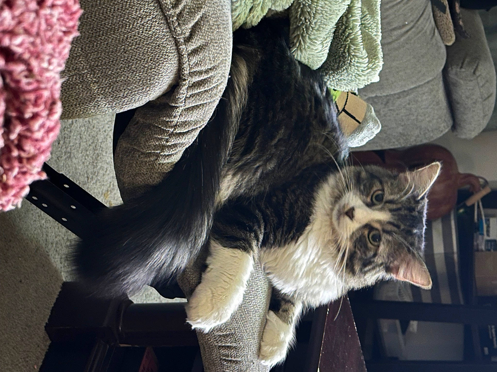 Nova joined the competition — help win amazing prizes! canidae, carnivore, cat, claw, comfort, companion_dog, domestic_short_haired_cat, felidae, fur, grey, human_leg, pattern, paw, plant, sitting, small_to_medium_sized_cats, tail, textile, tree, whiskers