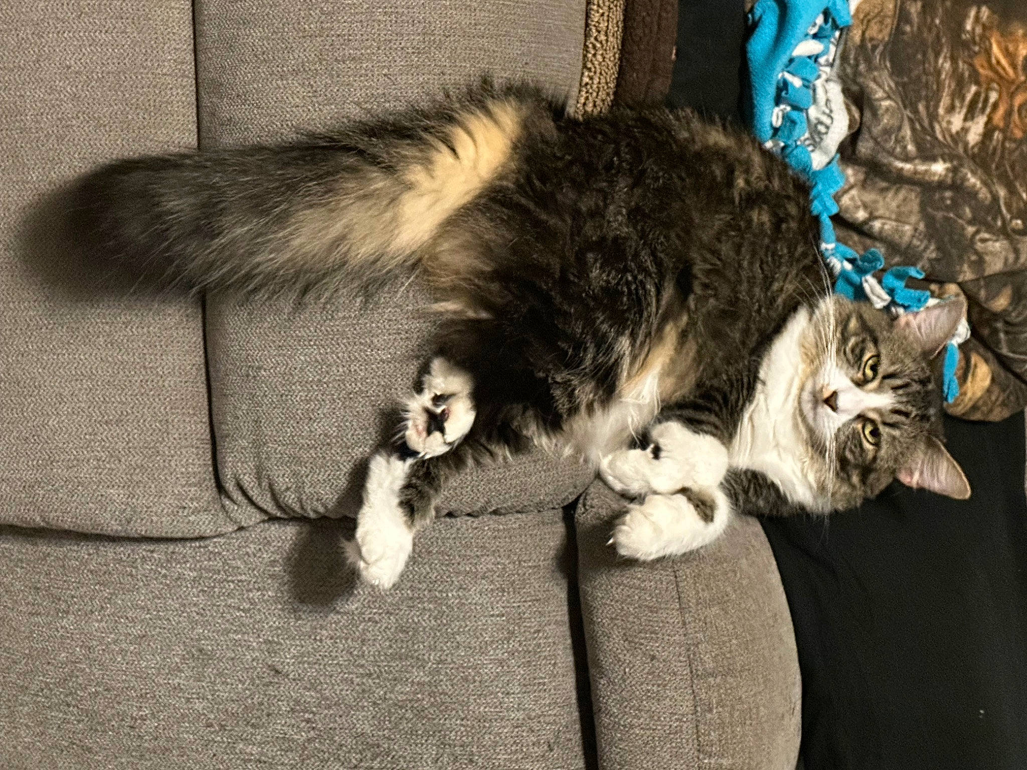 Nova is registered to the contest to win money with this photo: canidae, carnivore, cat, claw, comfort, dog_breed, domestic_short_haired_cat, felidae, foot, fur, grey, human_leg, nap, paw, sleep, small_to_medium_sized_cats, snout, sporting_group, tail, whiskers