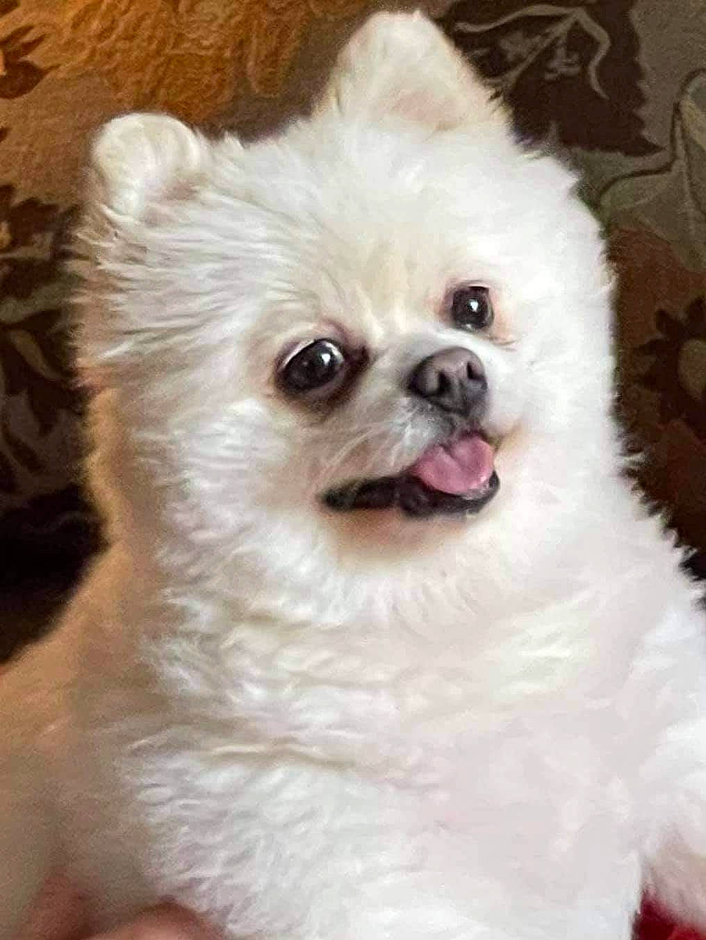 Mimi joined the competition — help win amazing prizes! ancient_dog_breeds, canidae, carnivore, collar, companion_dog, dog, dog_breed, dog_collar, dog_supply, ear, fawn, fur, non_sporting_group, pet_supply, snout, sporting_group, toy_dog, volpino_italiano, whiskers, working_animal