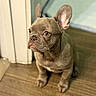 Nala is registered to the contest to win money with this photo: french_bulldog, puppy, dog, pet, animal, ears, sitting, wooden_floor, indoor, cute, wrinkles, brown, fur, young, portrait, looking_away, domestic_animal, companion, small_dog, adorable