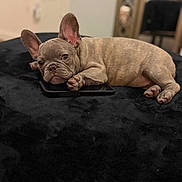 Nala joined the competition — help win amazing prizes! dog, french_bulldog, puppy, laying_down, indoor, smartphone, black_surface, resting, cute, pet, animal, ears, paw, fur, relaxed, sleepy, close_up, bedroom, home, cozy