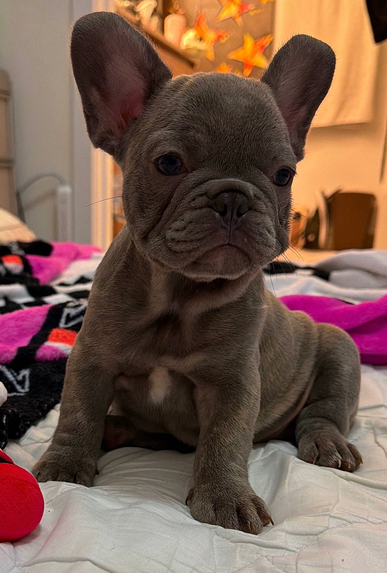 Nala