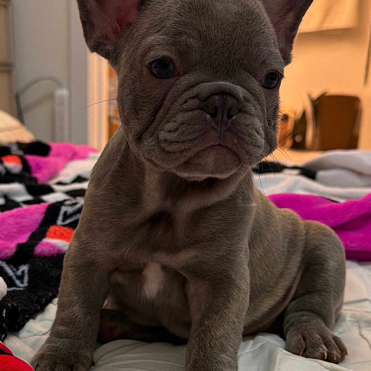 Nala