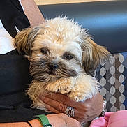 Rosie is registered to the contest to win money with this photo: puppy, dog, fluffy, cute, pet, animal, hand, person, jewelry, bracelet, ring, couch, pattern, fabric, indoor, closeup, fur, resting, cozy, small