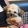 puppy, dog, fluffy, cute, pet, animal, hand, person, jewelry, bracelet, ring, couch, pattern, fabric, indoor, closeup, fur, resting, cozy, small