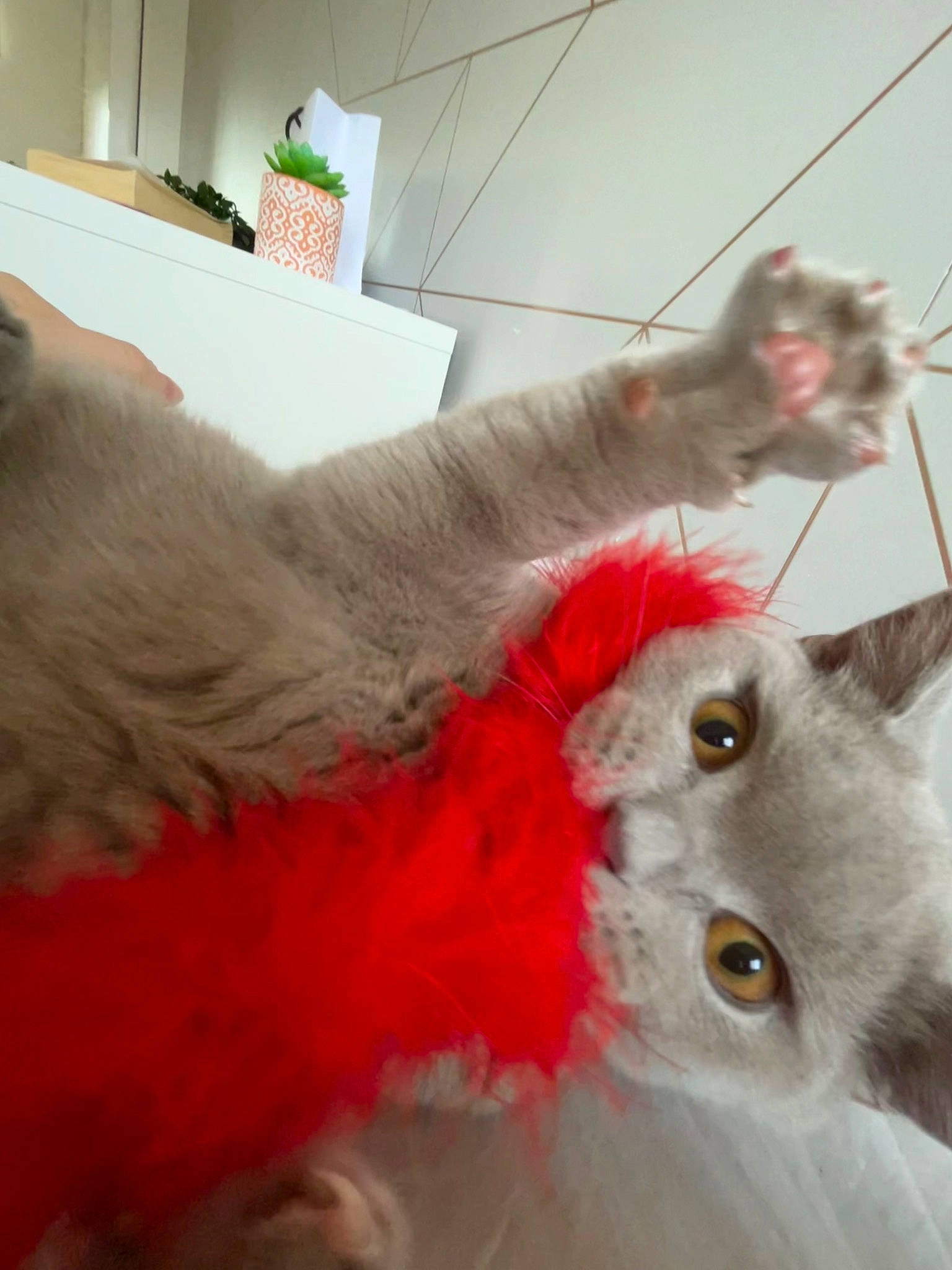 Dumpling joined the competition — help win amazing prizes! british_longhair, carnivore, cat, claw, feather, felidae, fur, houseplant, mammal, paw, plant, plush, small_to_medium_sized_cats, tail, whiskers