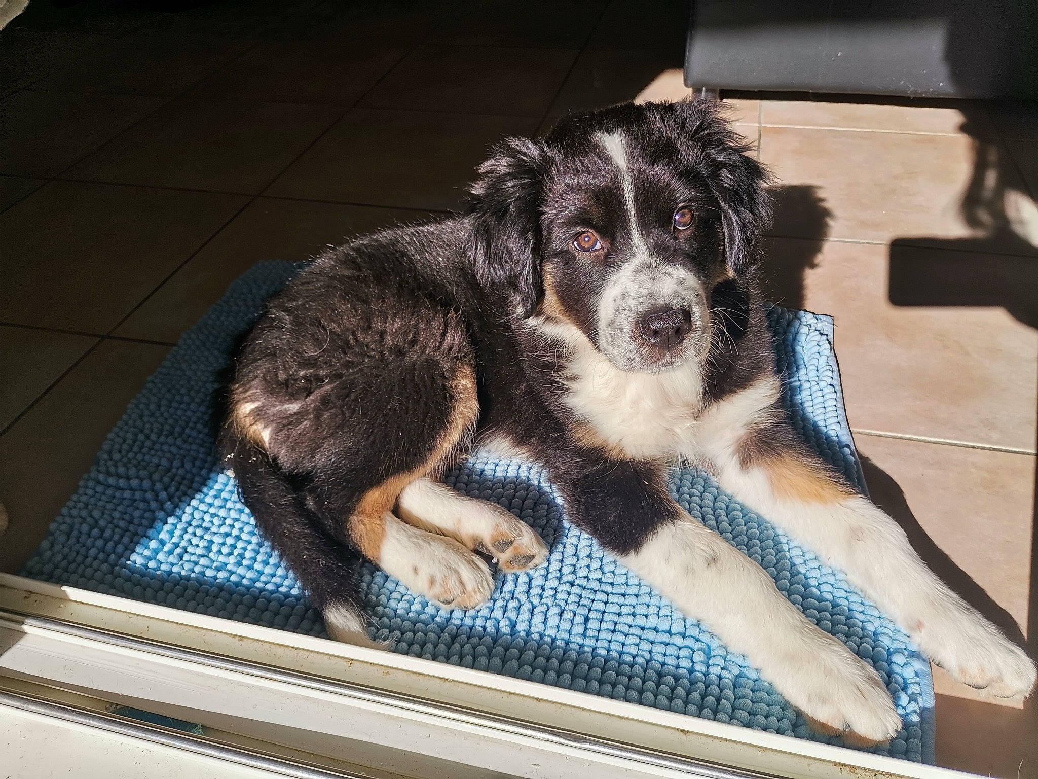 Tazz a rejoint le concours — aidez-le/la à gagner de superbes lots ! bored, canidae, carnivore, companion_dog, dog, dog_breed, flooring, gun_dog, herding_dog, sporting_group, windshield, working_animal, working_dog