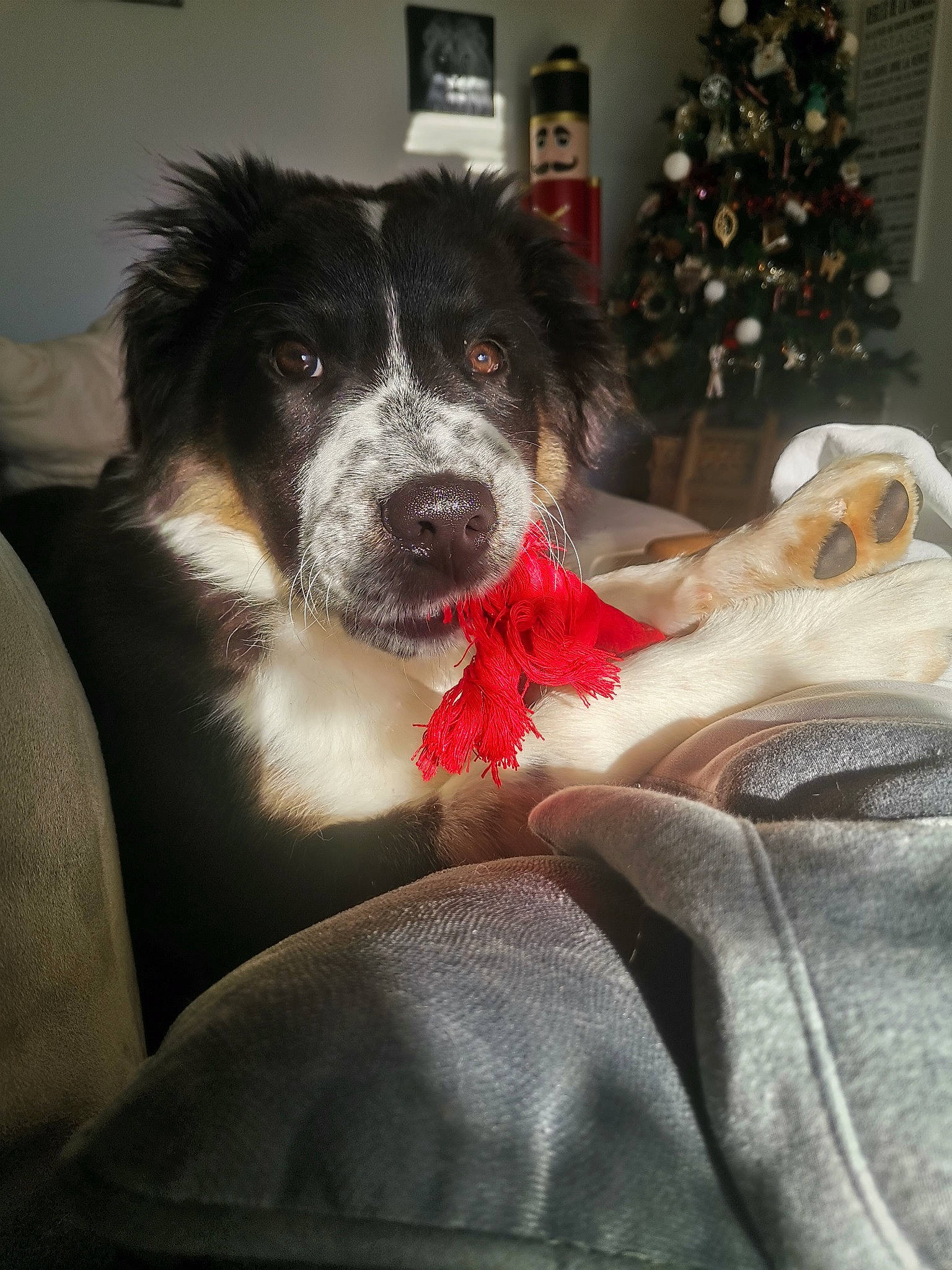 Tazz participe au concours pour gagner de l'argent avec cette photo : border_collie, canidae, carnivore, christmas, christmas_ornament, christmas_tree, comfort, companion_dog, couch, dog, dog_breed, event, fur, herding_dog, holiday, lap, snout, sporting_group, whiskers, working_dog