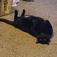 Piggy joined the competition — help win amazing prizes! animal, black_cat, carpet, cat, clothes, collar, curious, cute, domestic, eyes, feline, floor, fur, home, indoor, laundry_basket, lying_down, pet, relaxed, whiskers