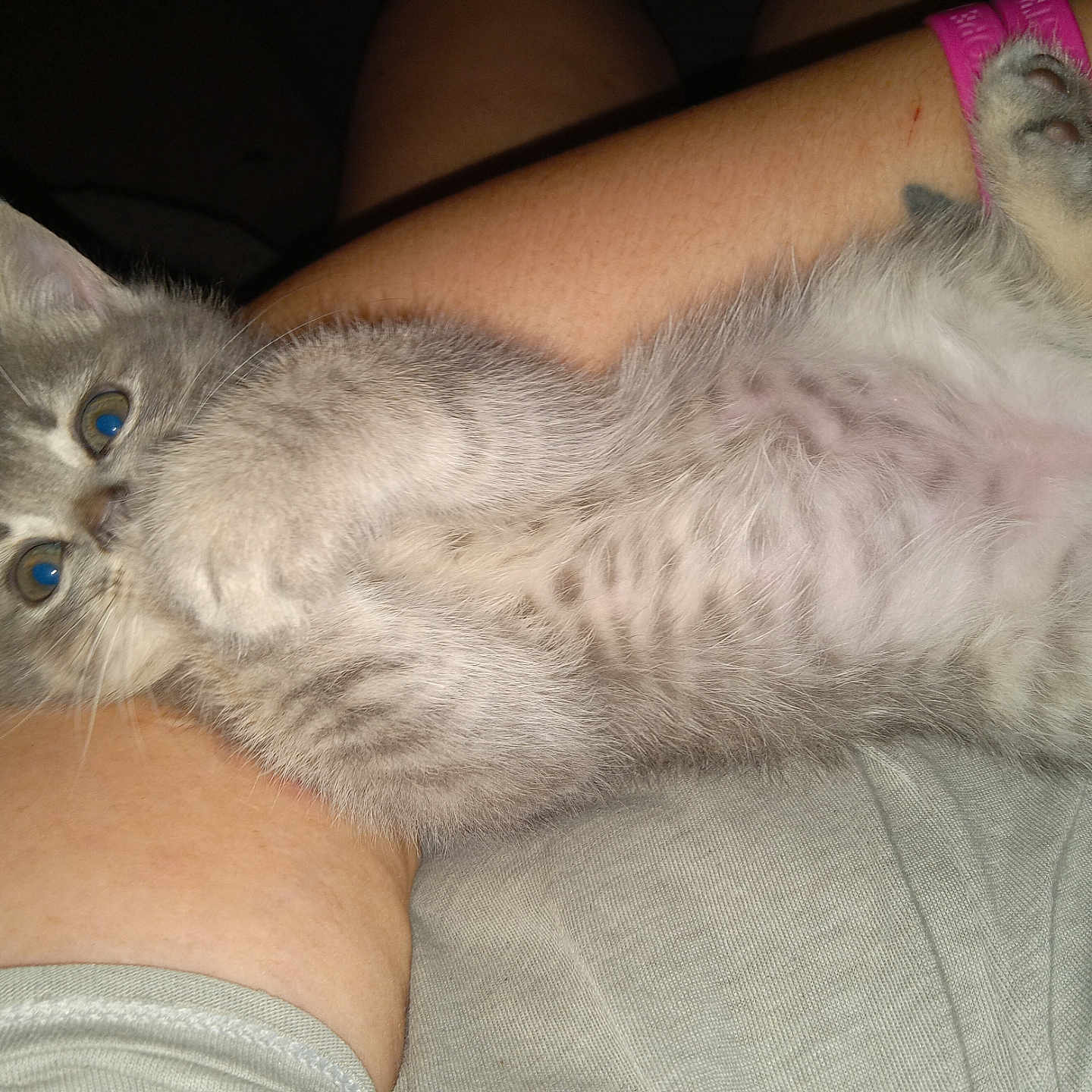 Baby joined the competition — help win amazing prizes! adorable, animal, cat, cute, ears, eyes, feline, fur, gray, hand, human, indoor, kitten, lap, paw, pet, relaxing, small, whiskers, young