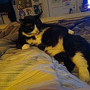 Bear joined the competition — help win amazing prizes! animal, artwork, bed, bedspread, black_and_white_cat, cat, cozy, feline, furniture, indoor, looking_away, mammal, paw, pet, poster, relaxing, resting, striped, wall_art, whiskers