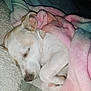 Chip is registered to the contest to win money with this photo: dog, sleeping, blanket, cozy, paw, fur, snuggled, pink, white, rest, cute, pet, indoors, soft, nap, animal, relax, fur_texture, comfort, peaceful