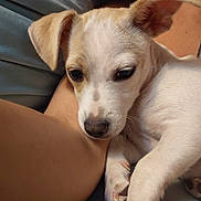 Chip is registered to the contest to win money with this photo: puppy, dog, close_up, snuggling, couch, arm, fur, pet, indoor, relaxing, light, soft, cute, animal, canine, companion, laying_down, young, napping, warm