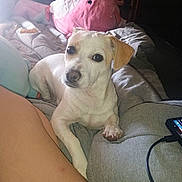 Chip joined the competition — help win amazing prizes! animal, bed, blanket, canine, charging_cable, comfort, cozy, cute, dog, home, human_leg, indoor, looking, pet, resting, smartphone, soft, stuffed_toy, tan_ear, white_dog