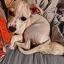 Chip is registered to the contest to win money with this photo: puppy, dog, bed, blanket, fur, ears, cute, pet, animal, sleeping, cozy, curled_up, soft, indoors, resting, looking_up, closeup, whiskers, tail, young