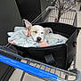 Chip joined the competition — help win amazing prizes! black, blanket, closed_eyes, cute, dog, ears, floor, handbag, handle, indoor, leather, metal, nose, pet, relaxation, resting, shopping_cart, sleeping, store, white